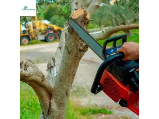 Tree Trimming Ahwatukee AZ Professional Care For Strong Healthy Trees