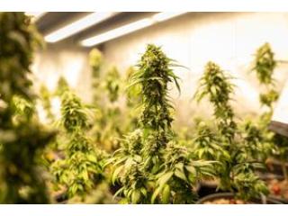 Get Quality-Assured PVC Grow Room Panels from Duramax Today