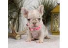 French Bulldog Breeders in Ohio Trusted Local Breeders
