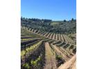 Guided Wine Tours in Porto
