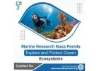 Marine Research Nusa Penida – Explore and Protect Ocean Ecosystems