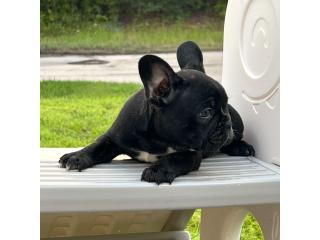 Beautiful French Bulldog Puppies puppies