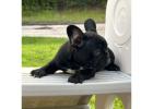Beautiful French Bulldog Puppies puppies 