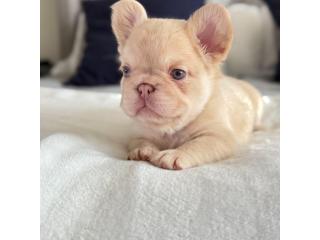 Healthy French Bulldog Puppies puppies