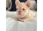 Healthy French Bulldog Puppies puppies 