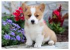 Pembroke Welsh Corgi Puppies: Indiana Goldens — Sweet, Small, and Full of Joy