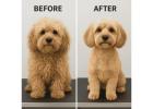 Dog Grooming