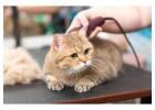 Cat Grooming in Amritsar