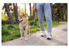 Dog Walking