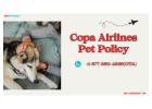 A Complete Guide to Copa Airlines Pet Policy for Stress-Free Travel