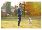 Dog Training