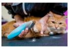 Cat Grooming in Ghaziabad