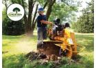 Tree maintenance in my area | True Gen Tree Service