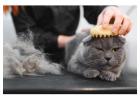 Cat Grooming in Kochi