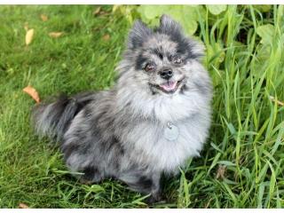 Local Pomeranian Breeder Providing Healthy Happy Family Puppies