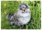 Local Pomeranian Breeder Providing Healthy Happy Family Puppies