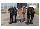 Dog Walking