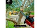 Affordable & Trusted Tree Removal Near Me – A1 Tree Service LLC