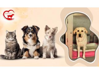 HappyPettings: NCR’s Best Home Based Pet Boarding in India