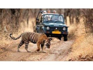 Plan Your Adventure with Ranthambore Online Jungle Safari Booking – Ranthambhore National Park