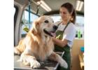 Mobile Dog Grooming in South Tampa
