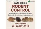 San Diego Gopher & Rodent Control – Safe, Effective, Local