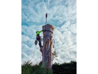 Professional Tree Trimming and Tree Removal – Quality Service Guaranteed