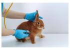 Small Pets Grooming in Ghaziabad