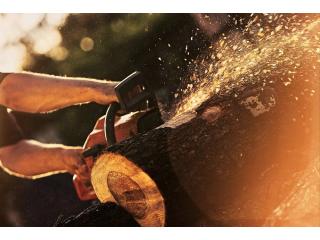 Trusted Best Tree Care Experts for Professional Tree Services