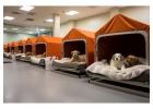 Dog Hostel