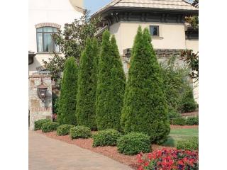 Tree Planting | Trees for Sale | Buy Direct from Farm with Delivery