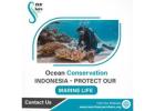 Ocean Conservation Indonesia – Protect Our Marine Life