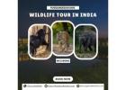 Book the Best Wildlife Tour in India – Limited Slots