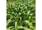 2,000 Acres Prime Agricultural land to lease in Nanyuki KENYA USD 320,000 per year