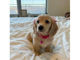 Dachshund Puppies for Sale – Classy Paw Breeders