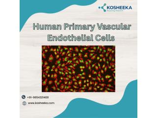 Precision in Primary Human Endothelial Cells Isolation