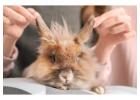 Small Pets Grooming in Bhopal