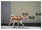 Dog Walking