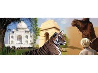 Best Wildlife Tour Packages in Ranthambore National Park | Book Your Trip