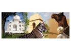 Best Wildlife Tour Packages in Ranthambore National Park | Book Your Trip
