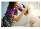 Healthy Coat Care for Oviedo Dogs