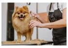 Gentle Winter Grooming Care for Dogs in Winter Park