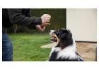 Dog Training