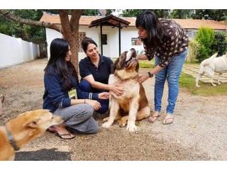 Reliable In-Home Pet Care You Can Count On