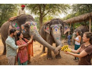 Elephant Sanctuary Jaipur A Complete Guide for Ethical Elephant Experiences