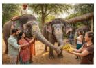 Elephant Sanctuary Jaipur A Complete Guide for Ethical Elephant Experiences