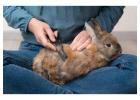 Small Pets Grooming in Bhubaneswar