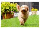 Cute and Healthy Doodle Puppies for Sale Florida