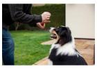 Dog Training in Bangalore