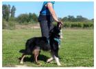 Dog Training in Delhi